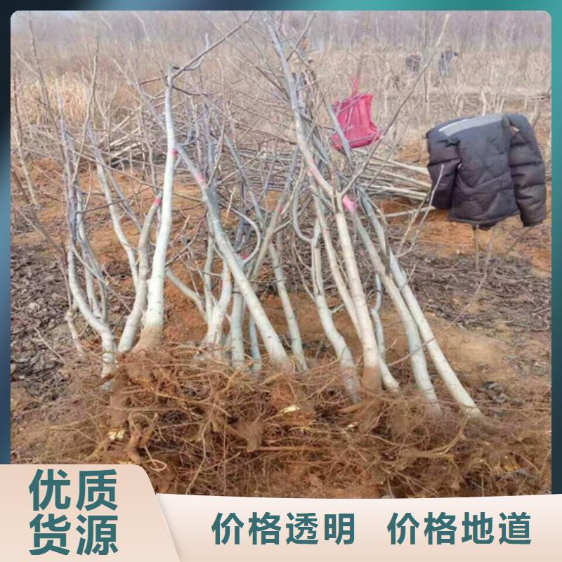 紙殼核桃樹苗廠家供應(yīng)