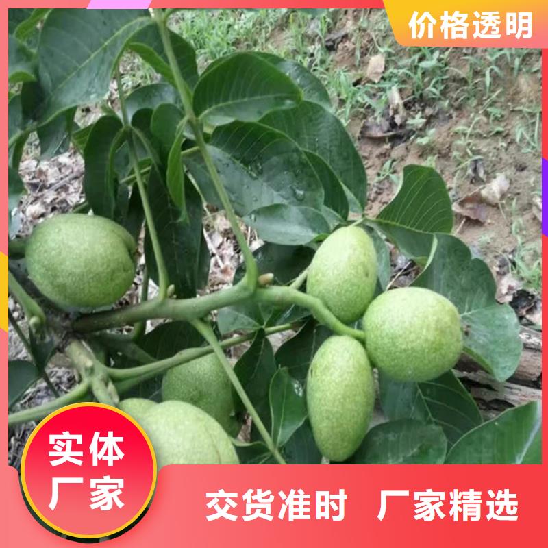 核桃苗草莓实体诚信经营