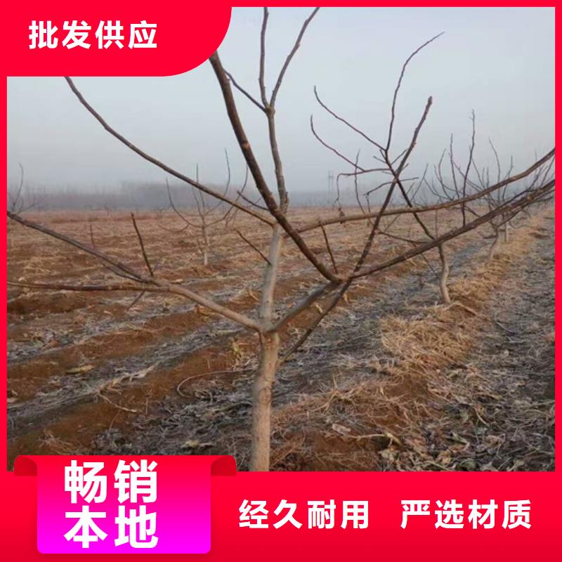 【核桃苗-果樹苗廠家十分靠譜】