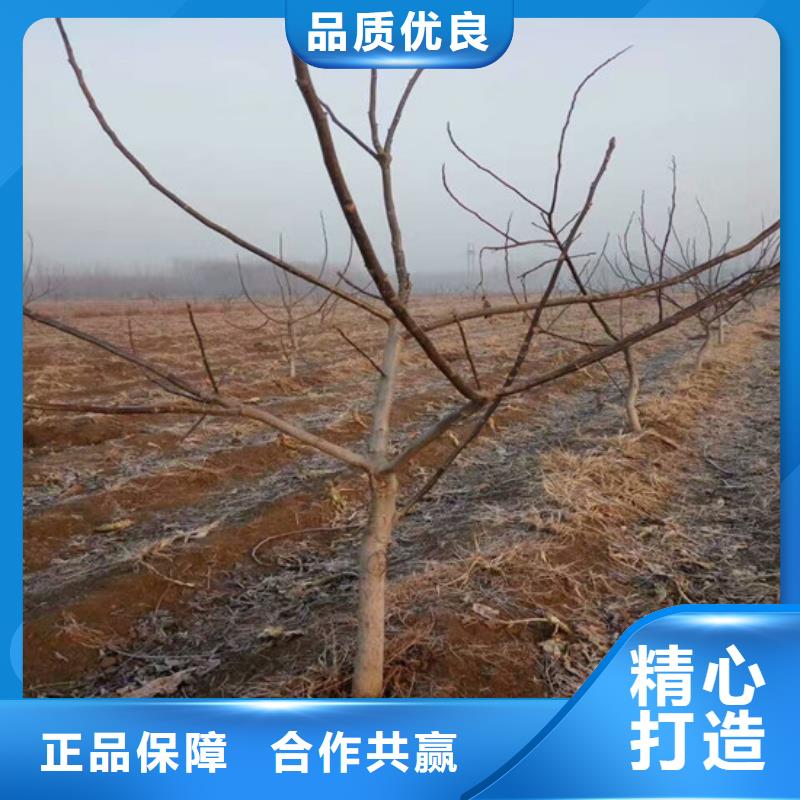 核桃苗紅富士蘋果樹苗產品細節參數