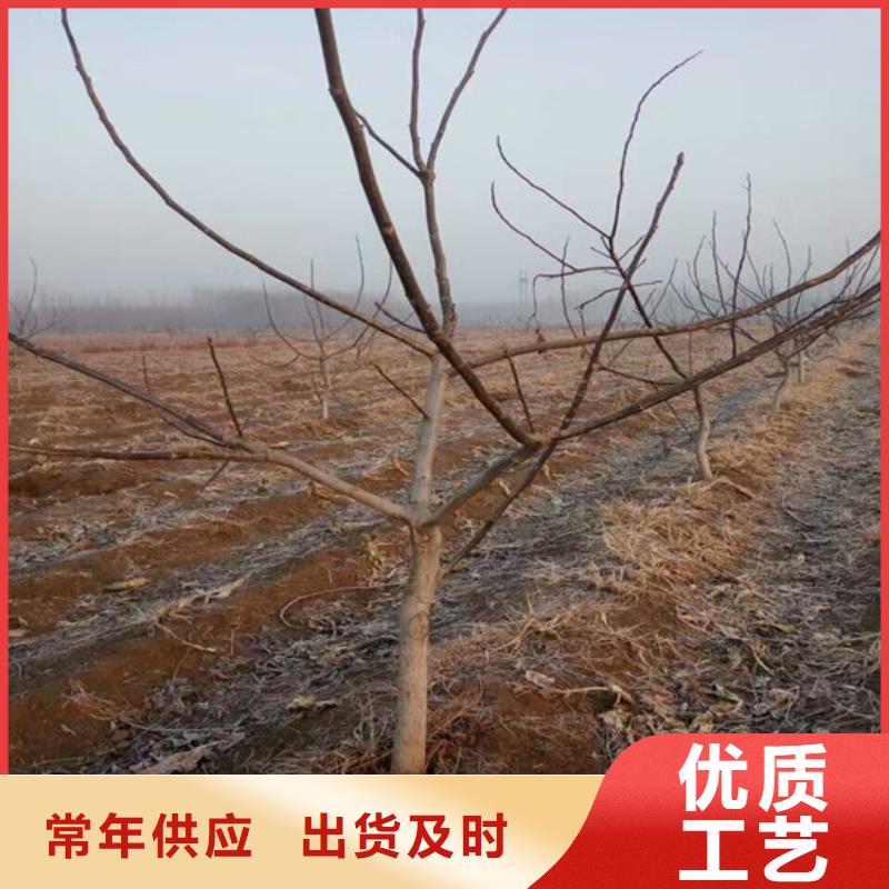 核桃苗大棚草莓苗源頭廠(chǎng)家經(jīng)驗(yàn)豐富
