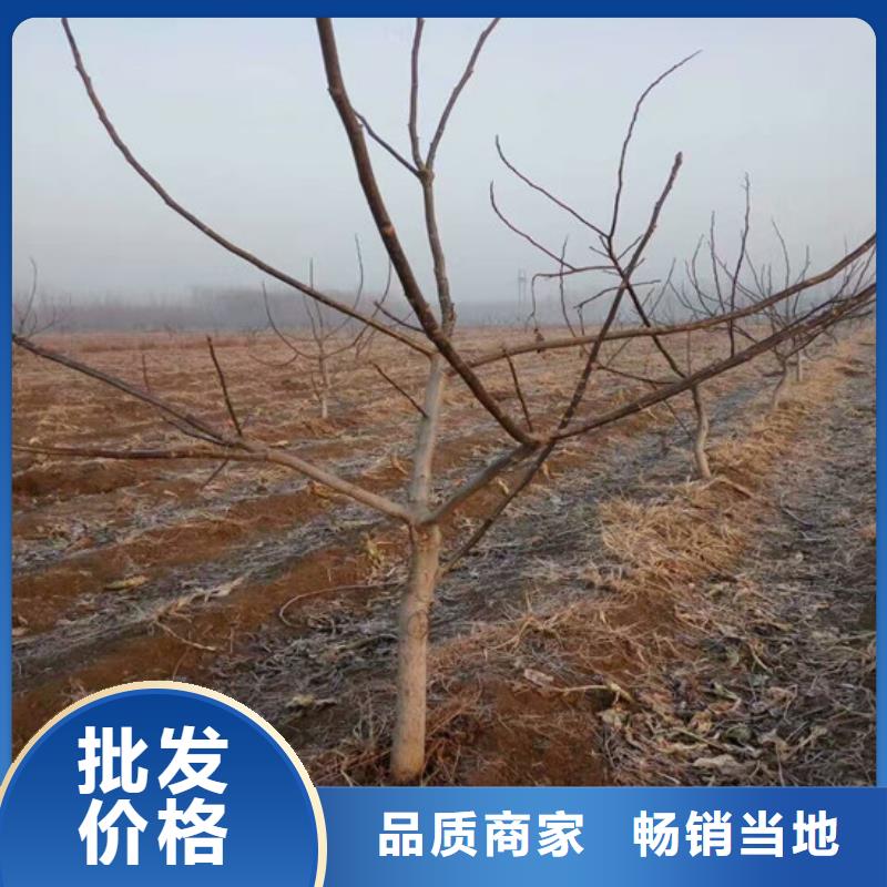 核桃苗柱狀梨樹苗全新升級品質(zhì)保障
