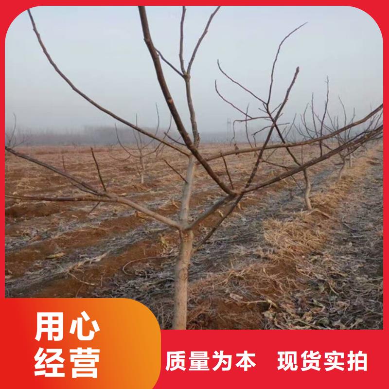 桃树苗视频-桃树苗(广祥)覆盖地域甘肃省白银市景泰|平川|临夏|陇南|兰州|庆阳|嘉峪关|天水|定西