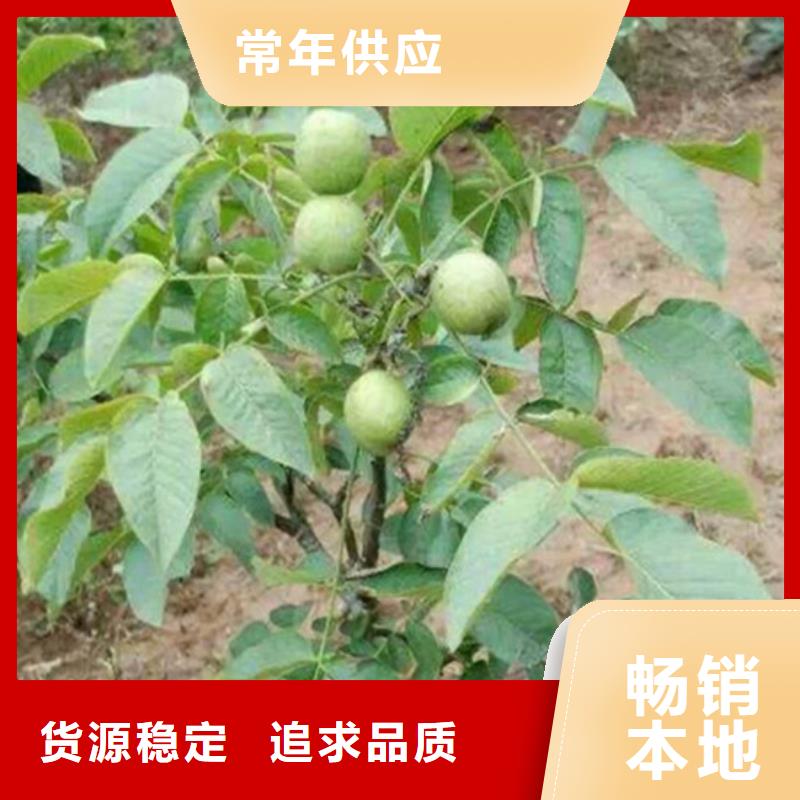 核桃苗-苹果苗基地性能稳定