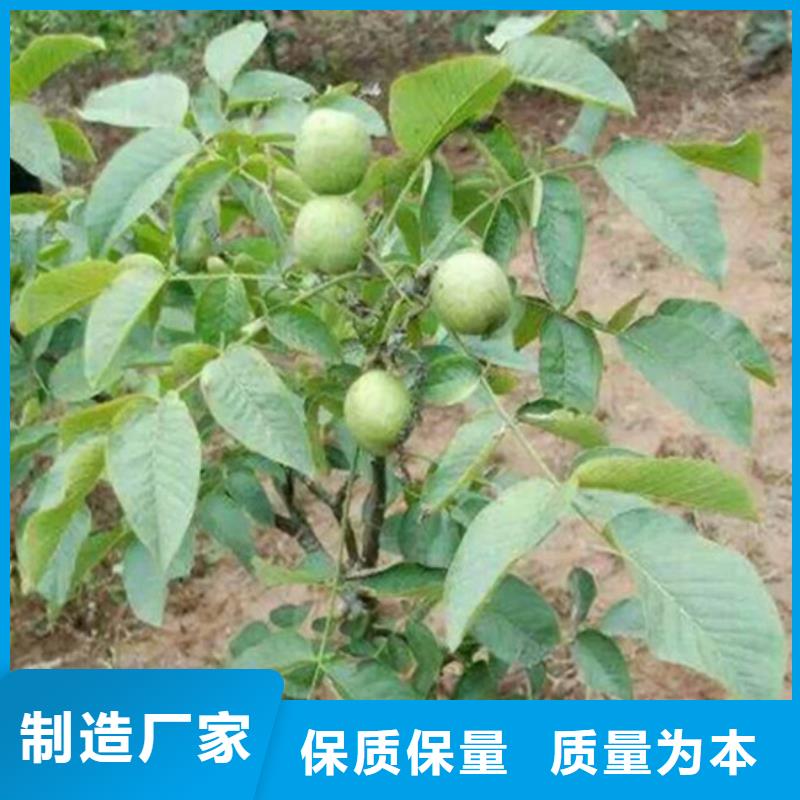核桃苗-油桃樹苗好貨有保障