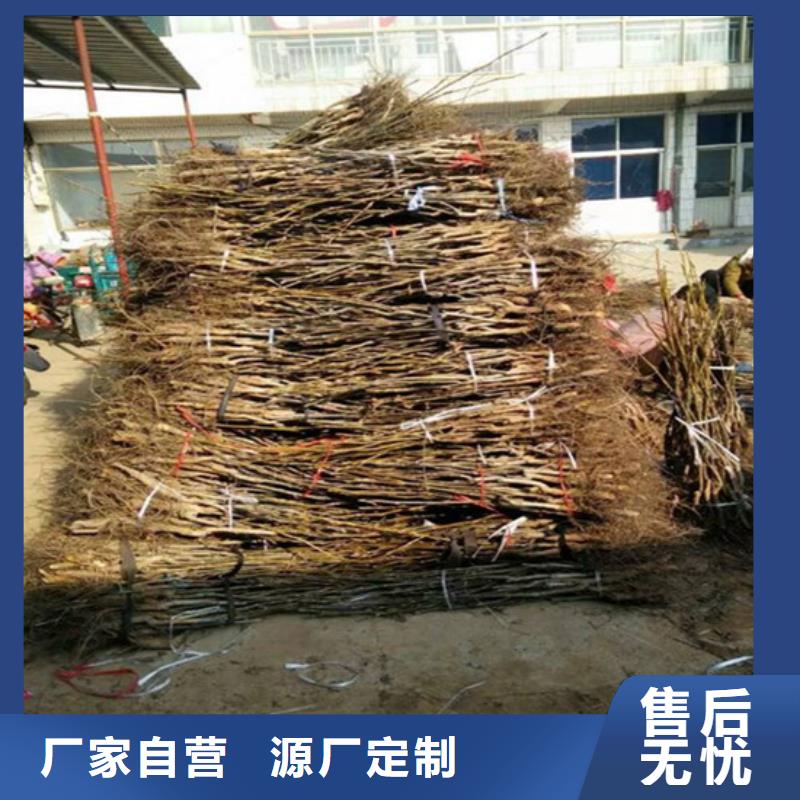 【核桃苗梨樹苗出廠價】
