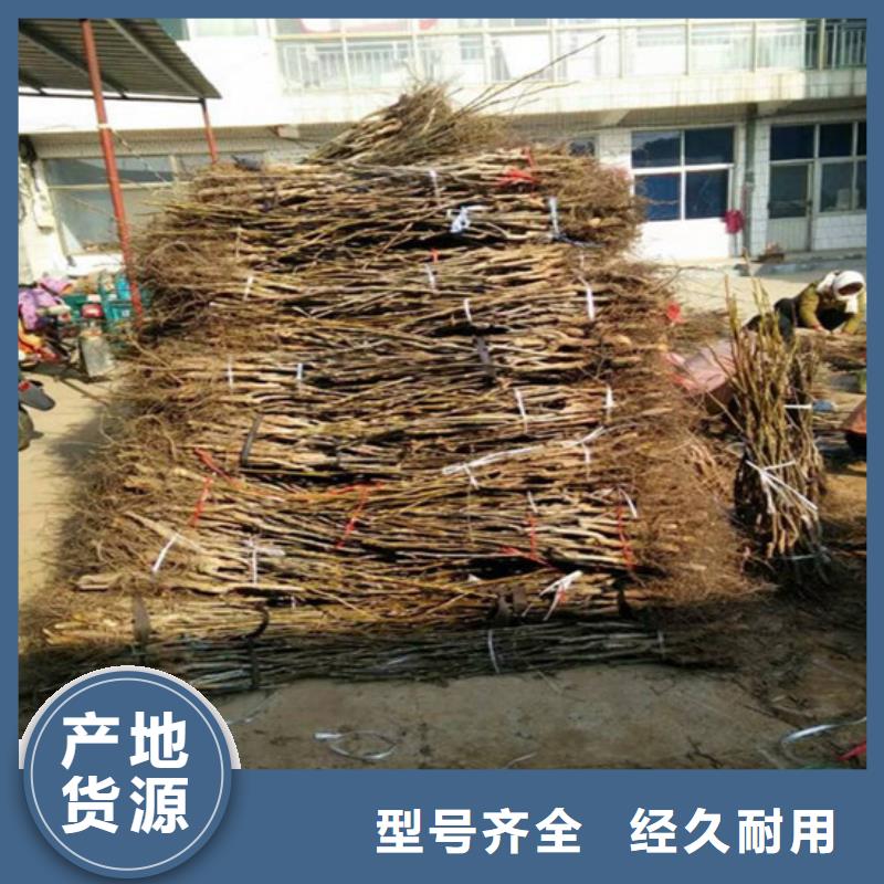 核桃苗-草莓苗價格源頭廠家供應