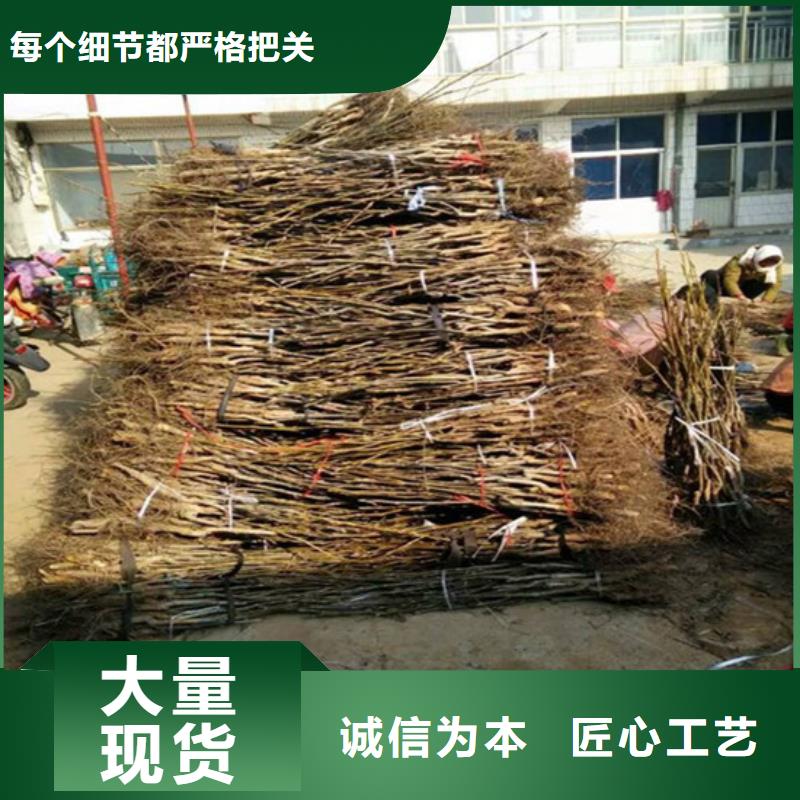 核桃苗红蜜桃树苗发货迅速