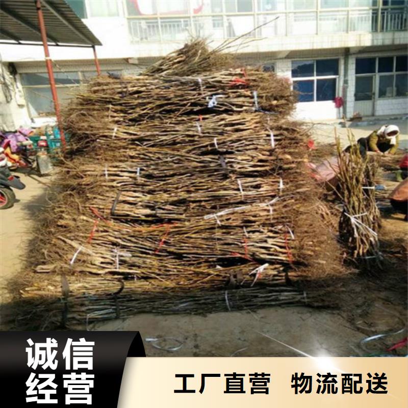 核桃苗珍珠枣油桃树苗实体厂家支持定制