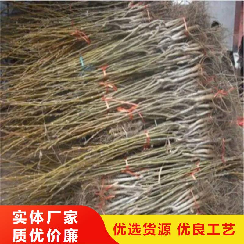 桃树苗视频-深圳市桃树苗-同城可服务区域大浪|福田|东莞|惠州|阳江|韶关|肇庆