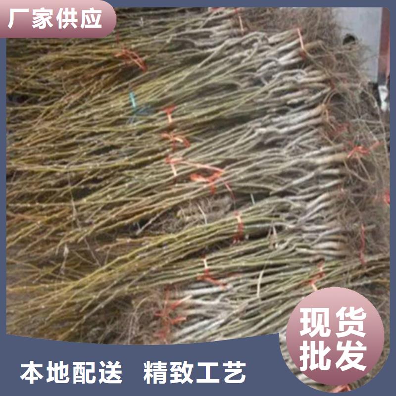 核桃苗,柱狀梨樹苗品牌專營(yíng)