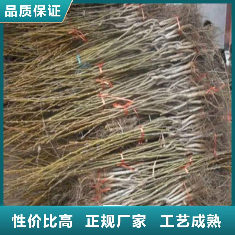 核桃苗西梅樹苗安裝簡單
