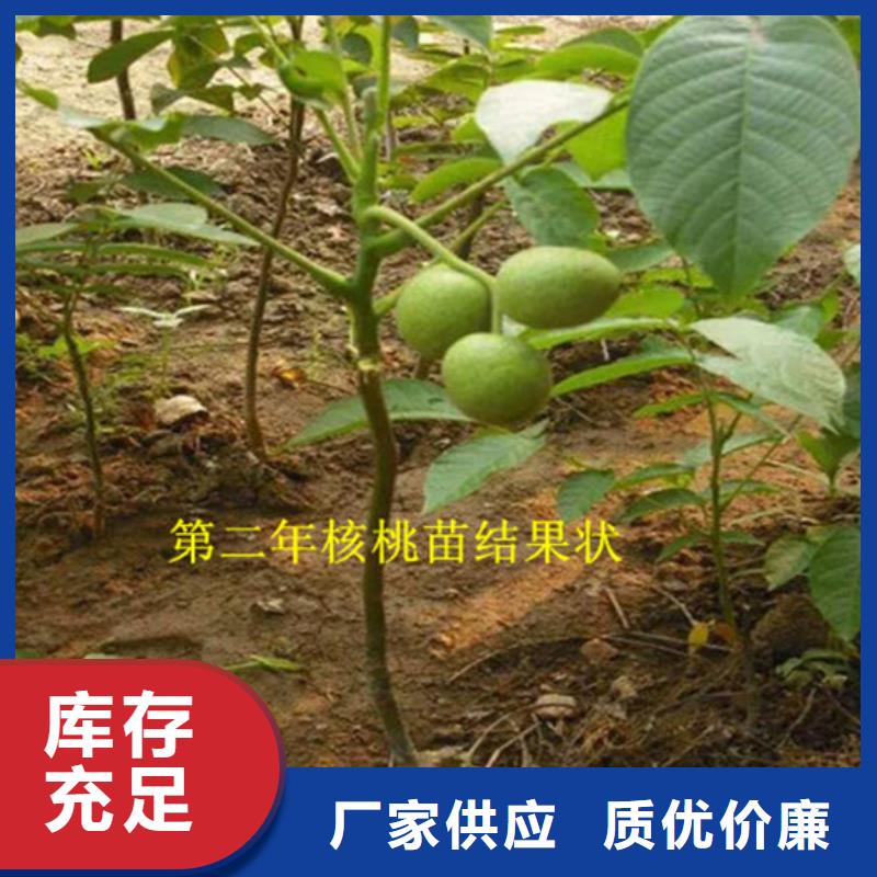 核桃苗,桃樹苗來圖來樣定制