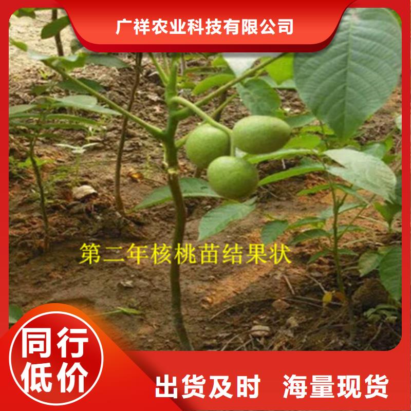 核桃苗_葡萄苗基地標準工藝