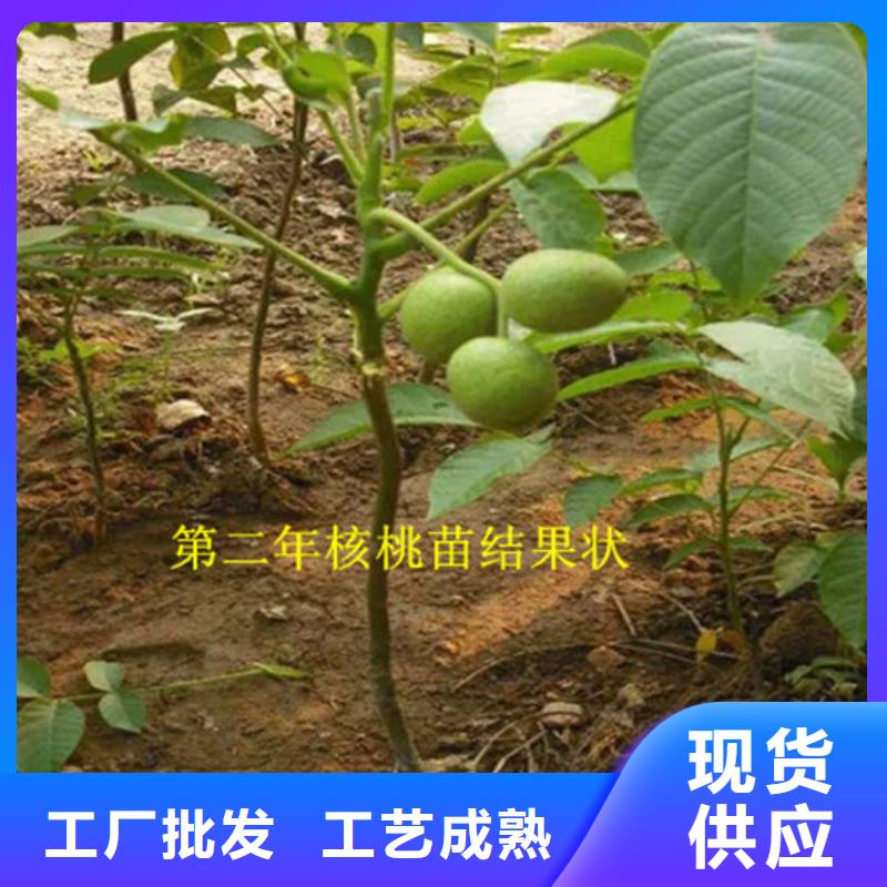 核桃苗火箭大櫻桃樹苗現(xiàn)貨采購