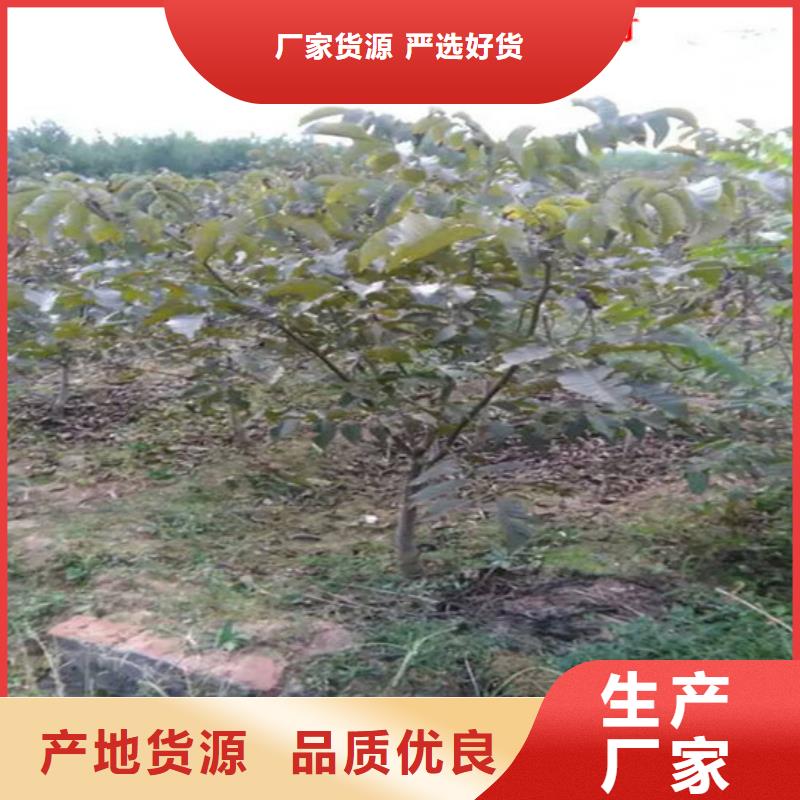 核桃苗陽光玫瑰葡萄樹苗售后服務完善
