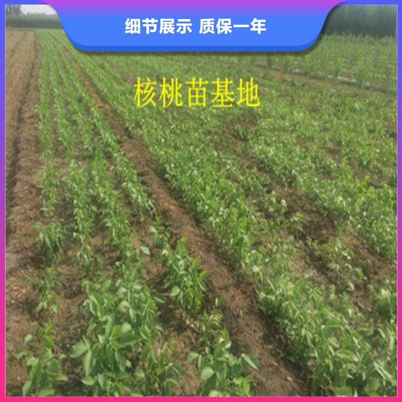 核桃苗大棚草莓苗用心制作