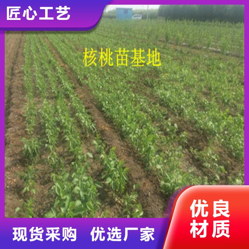 核桃苗-草莓苗價格無中間商廠家直銷