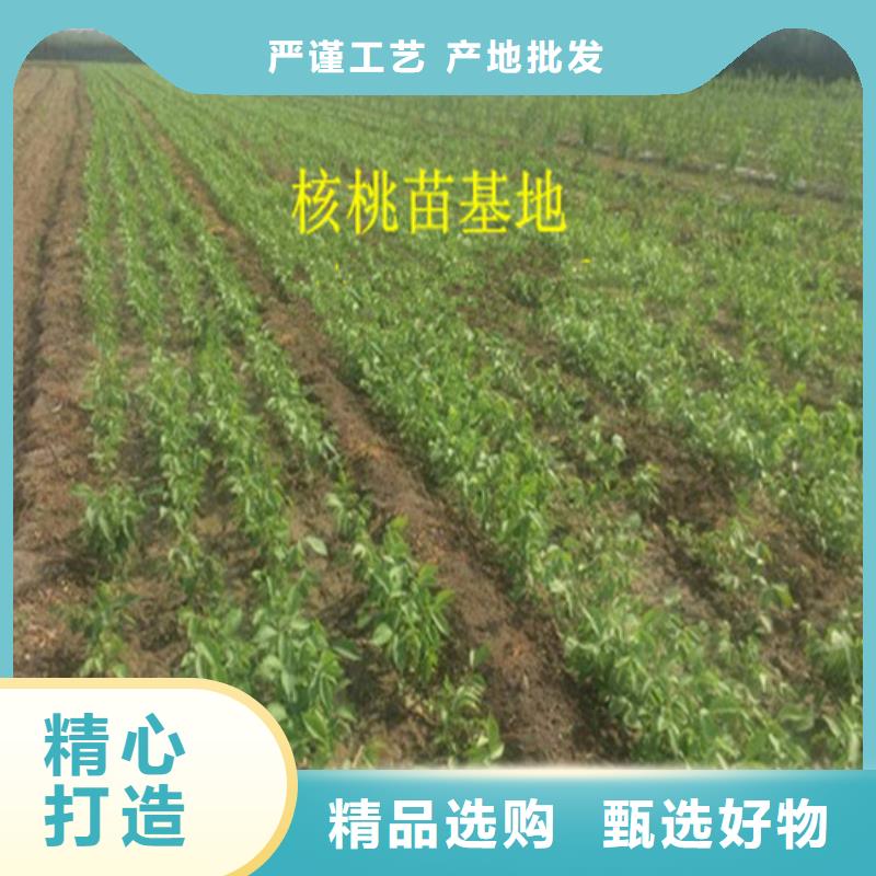 核桃苗_桃樹苗口碑好實力強