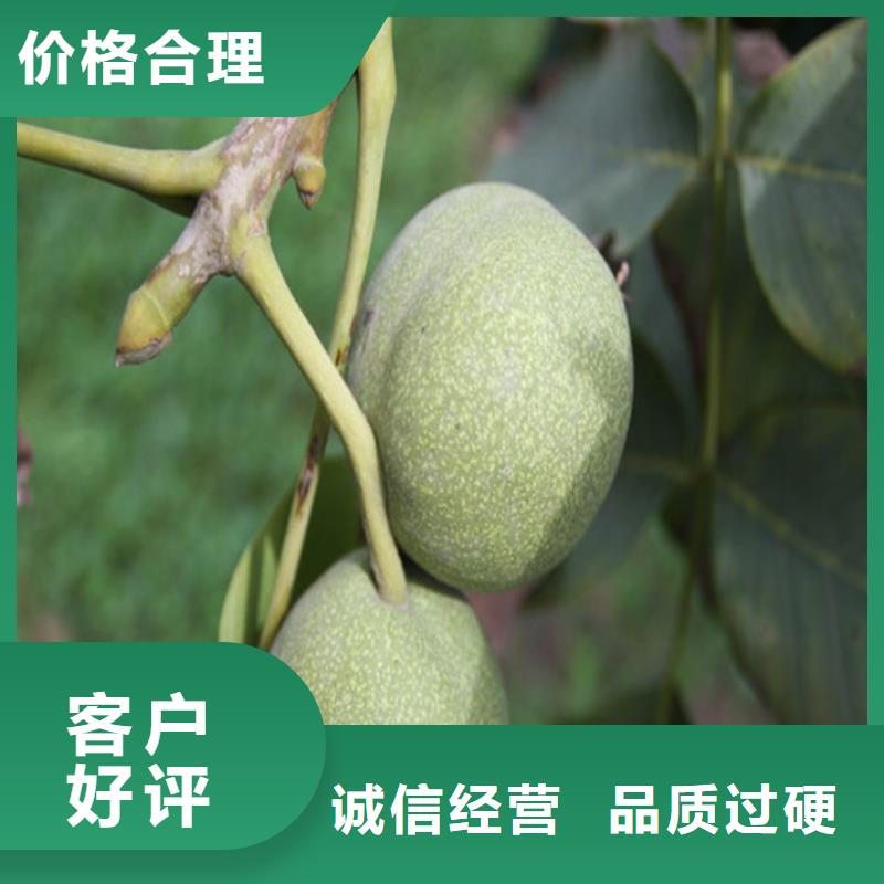 核桃苗,【苹果苗】可定制有保障