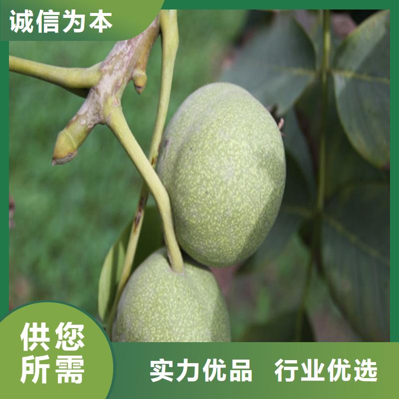 核桃苗珍珠枣油桃树苗实体厂家支持定制
