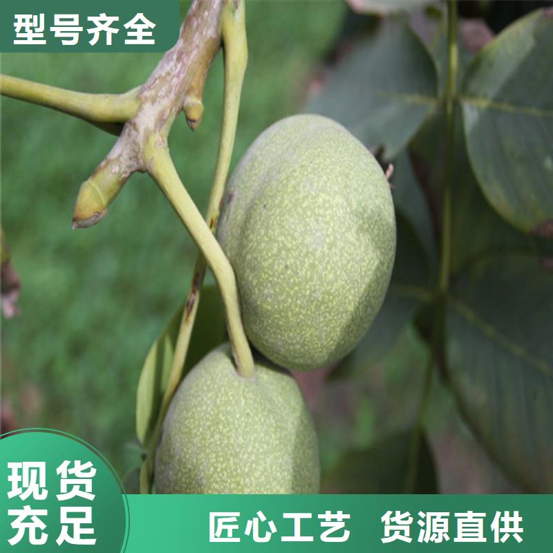 核桃苗大棚草莓苗源頭廠(chǎng)家經(jīng)驗(yàn)豐富