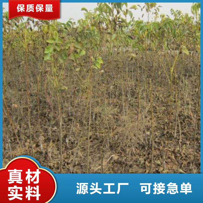 核桃苗_果樹苗廠家直營