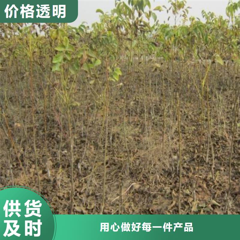 【核桃苗櫻桃苗基地一站式采購商】