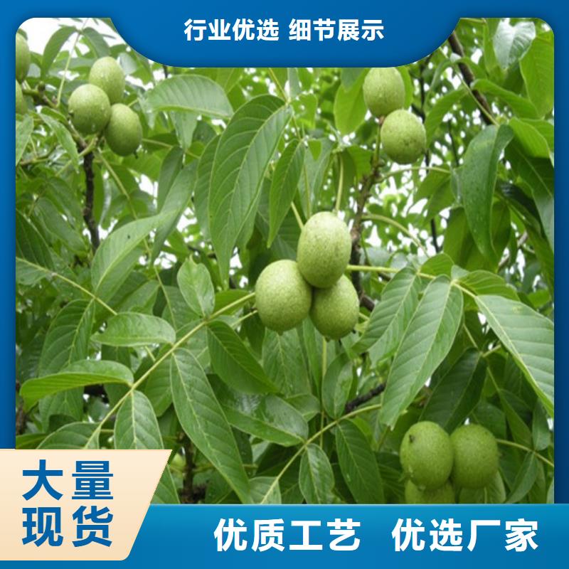核桃苗红蜜桃树苗精选货源
