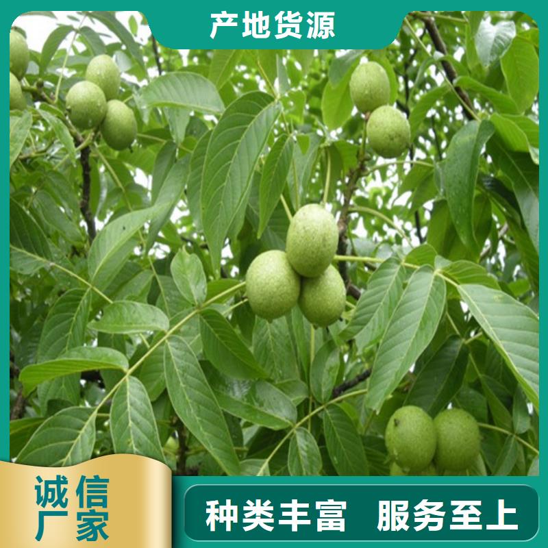 核桃苗_陽光玫瑰葡萄樹苗用心做好細節