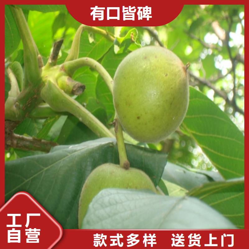 核桃苗果樹苗批發基地精致工藝