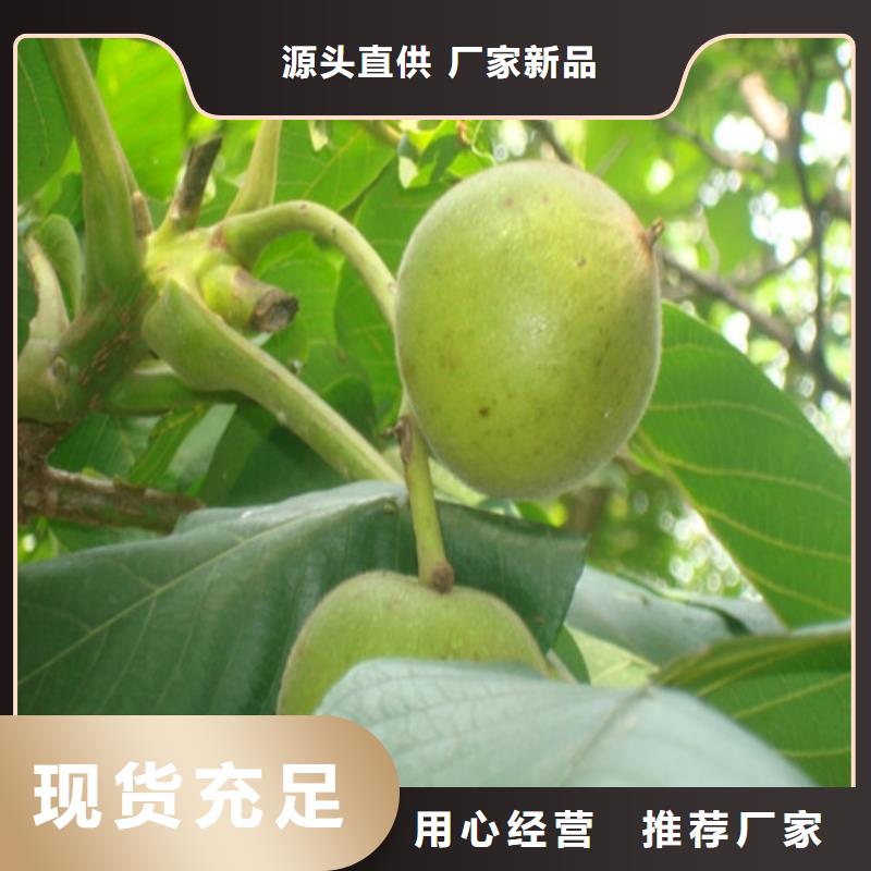 核桃苗珍珠棗油桃樹苗廠家采購