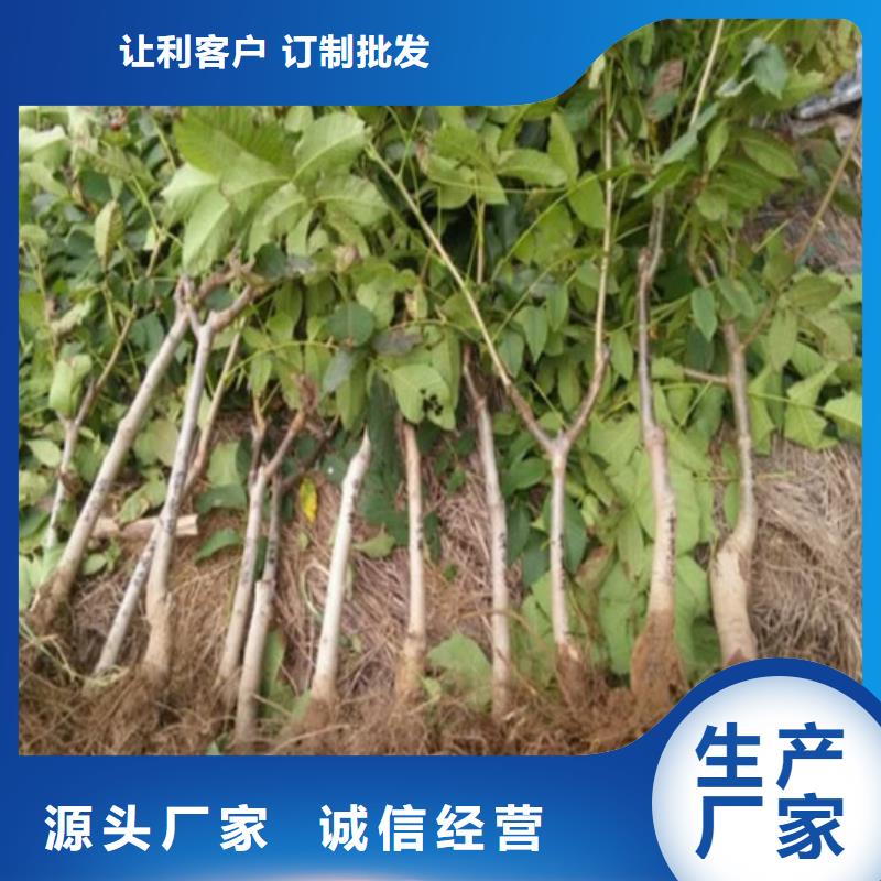 核桃苗黑珍珠草莓苗一站式服務