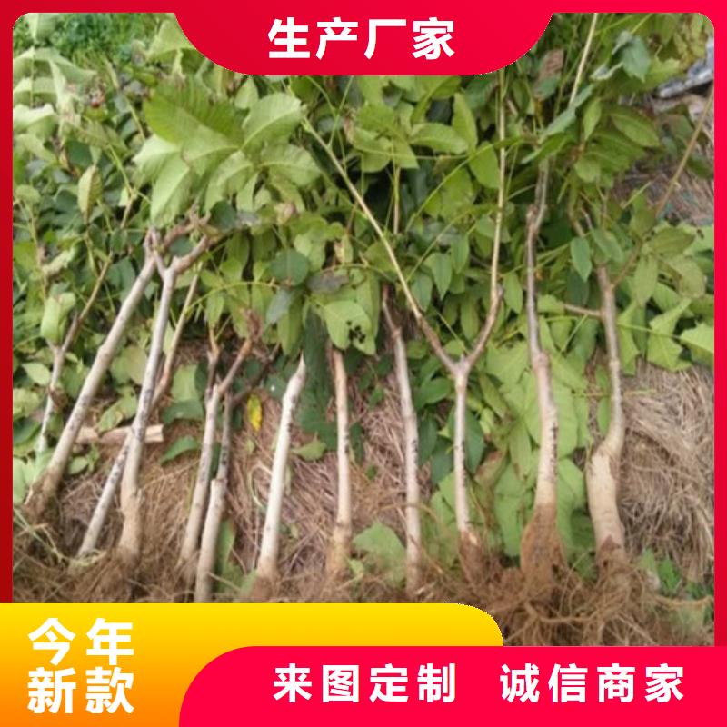 核桃苗_陽光玫瑰葡萄樹苗用心做好細節