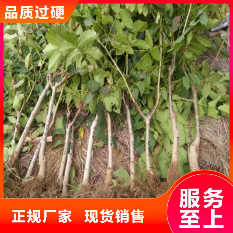 【核桃苗櫻桃苗基地一站式采購商】