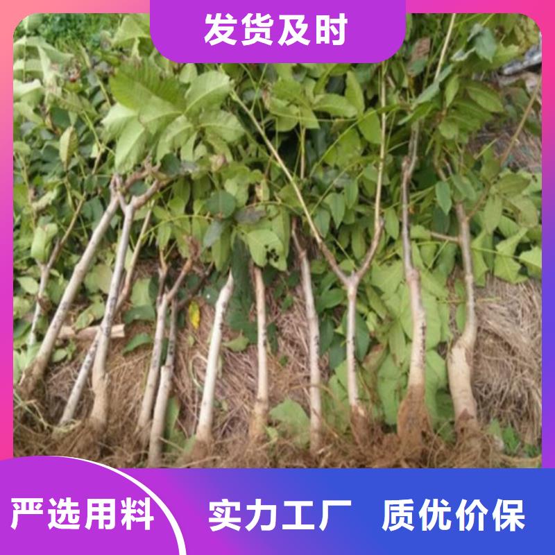 核桃苗,桃樹苗來圖來樣定制