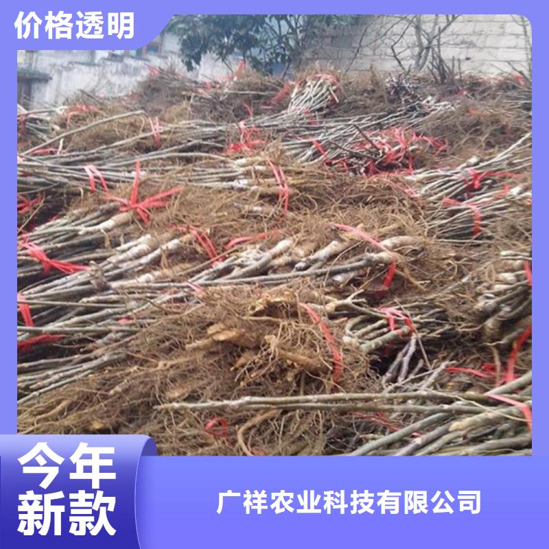 核桃苗紅蜜桃樹苗發貨迅速