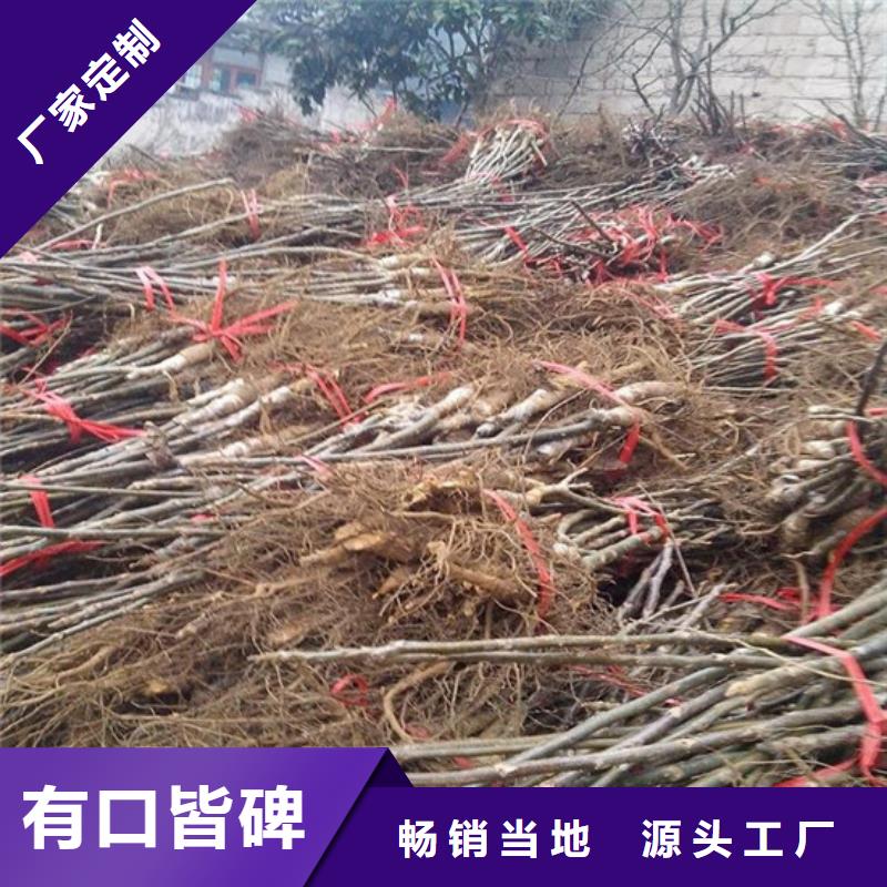 核桃苗珍珠棗油桃樹苗廠家采購