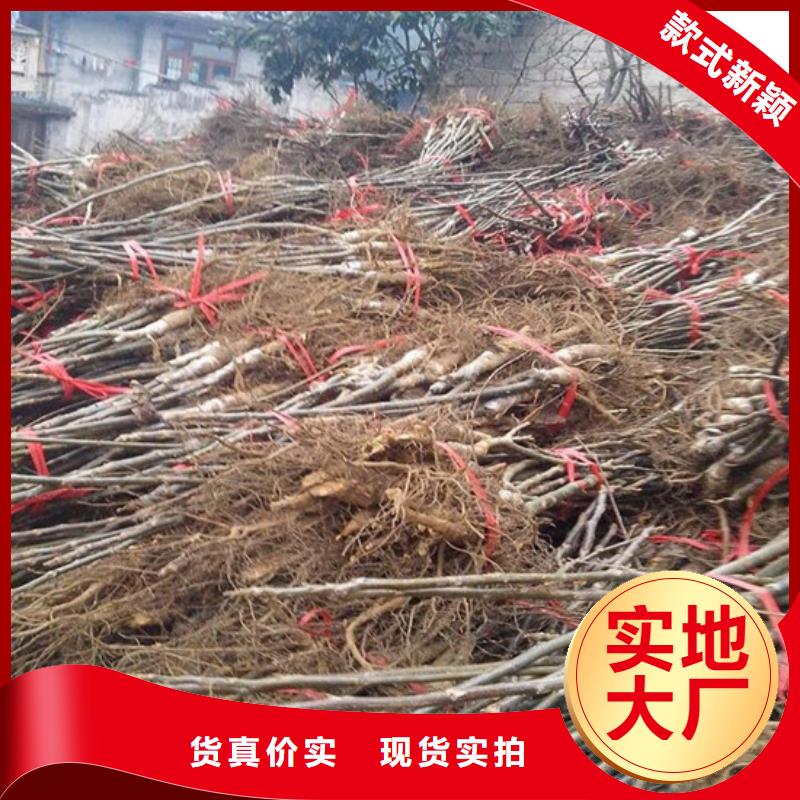 核桃苗紅富士蘋果樹苗一站式供應廠家