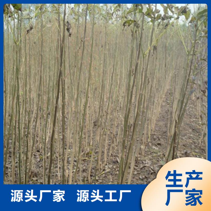 核桃苗-【甜柿子樹苗】免費(fèi)寄樣