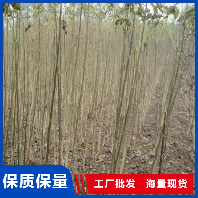 桃树苗视频-桃树苗-广祥农业科技(白银市分公司)服务区域景泰|平川|庆阳|甘南|平凉|酒泉|定西|张掖