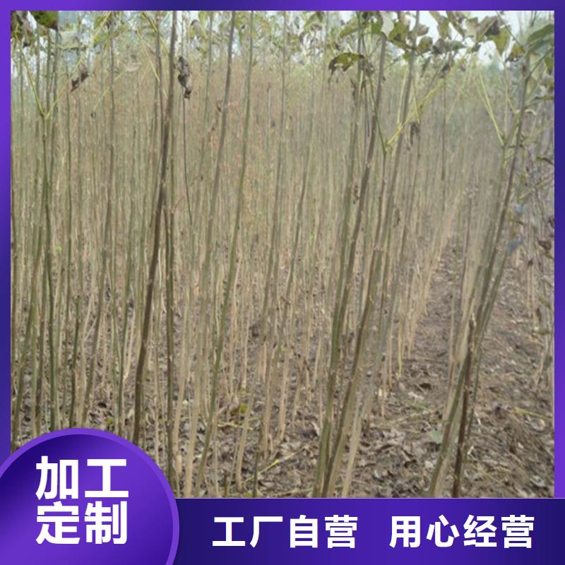 核桃苗果树苗批发基地一手货源