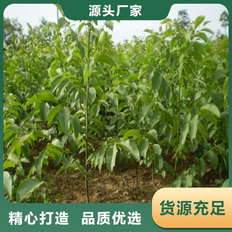 核桃苗_陽光玫瑰葡萄樹苗用心做好細節