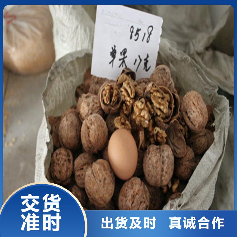 核桃苗蘋果苗高性價比