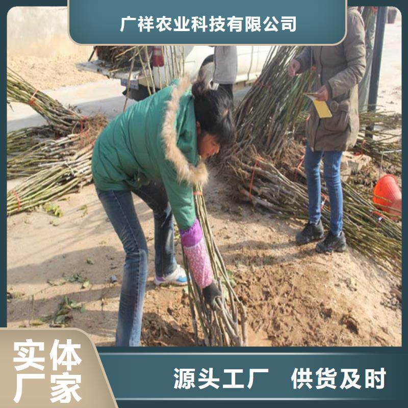 核桃苗_紅油香椿樹苗誠信可靠