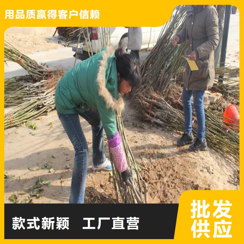 核桃苗珍珠枣油桃树苗实体厂家支持定制