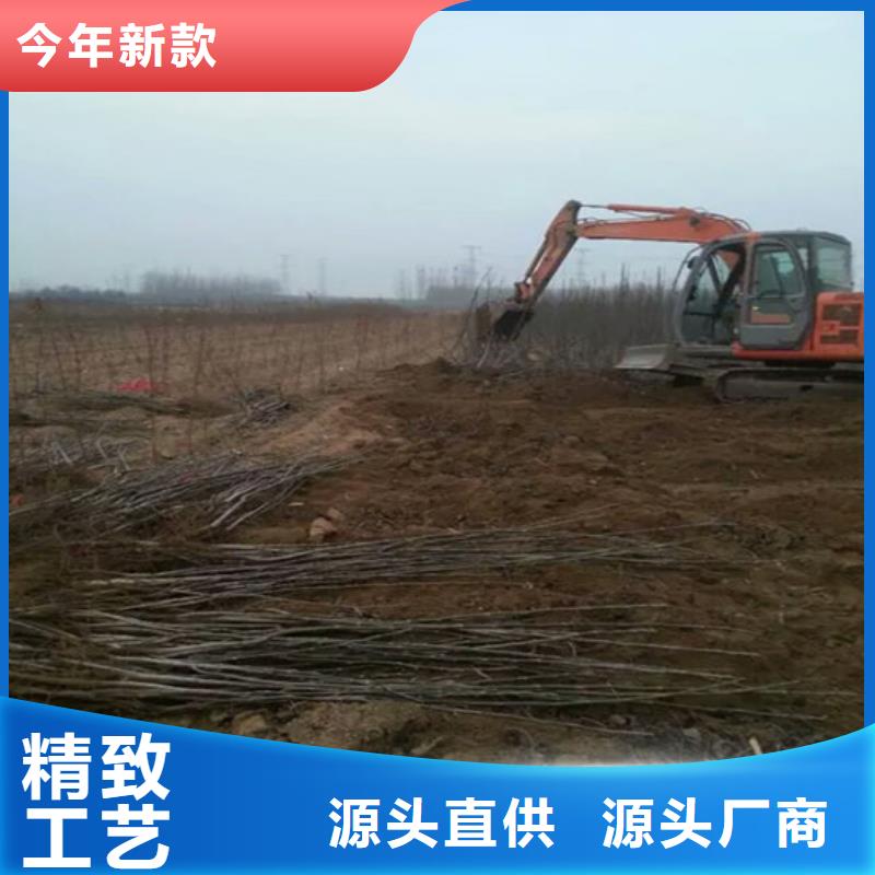 核桃苗-油桃樹苗好貨有保障