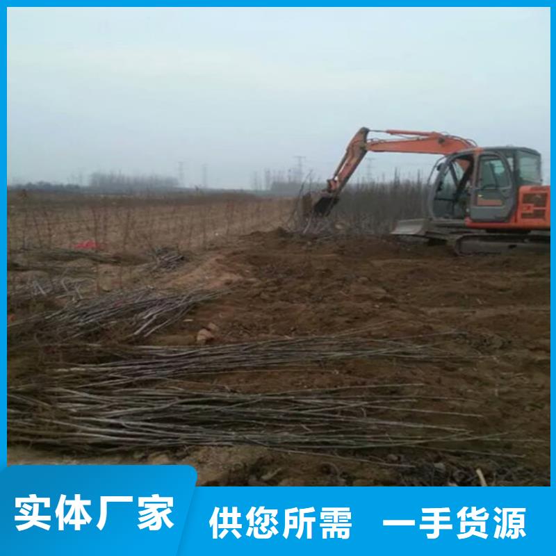 核桃苗紅富士蘋果樹苗產品細節參數