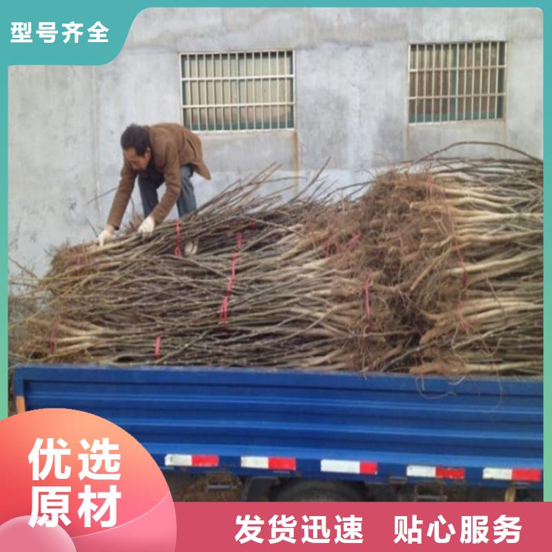 桃树苗视频-桃树苗(广祥)覆盖地域甘肃省白银市景泰|平川|临夏|陇南|兰州|庆阳|嘉峪关|天水|定西
