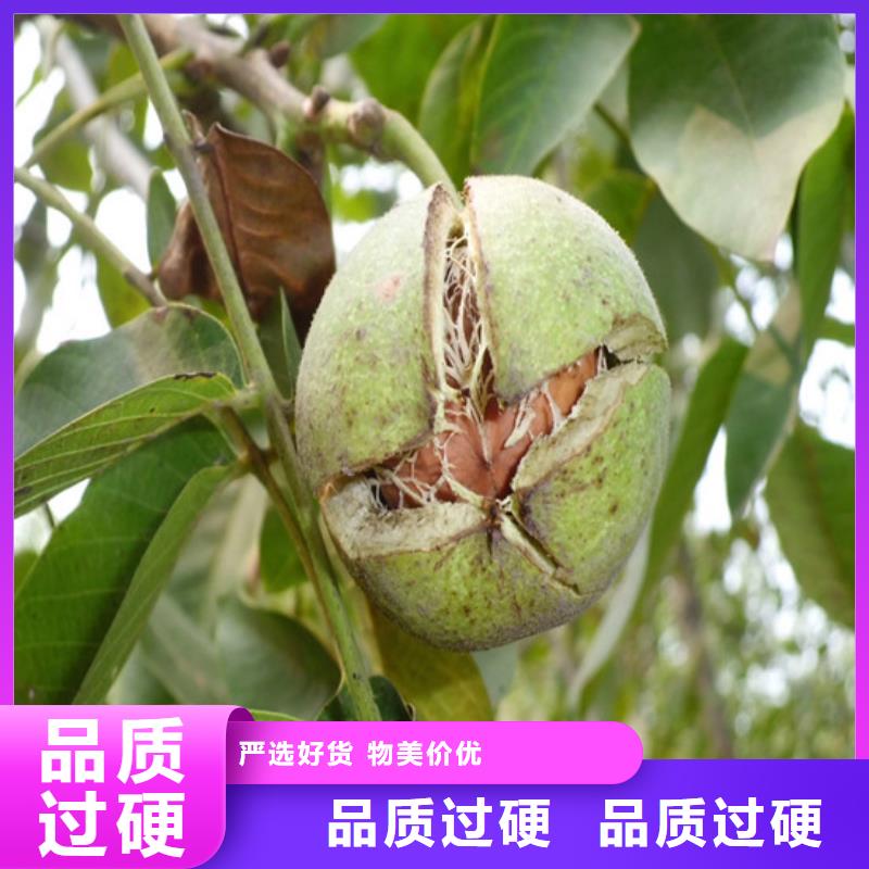核桃苗柱狀梨樹苗全新升級品質保障